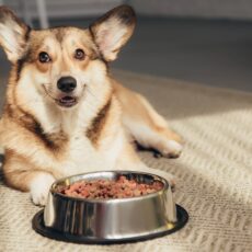¿Cómo elegir el pienso adecuado para tu mascota? ¿Cómo elegir el pienso adecuado para tu mascota?