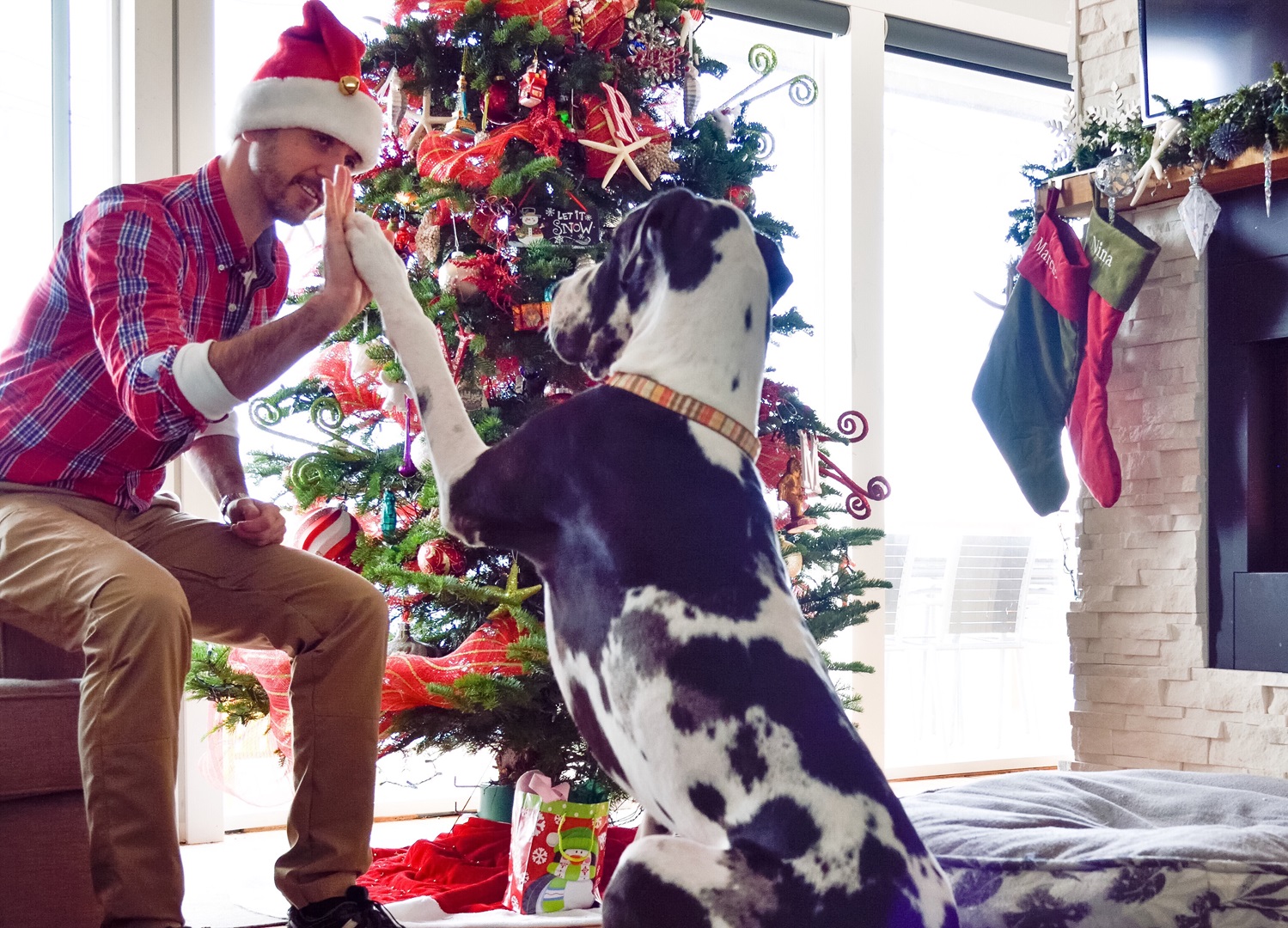 ¿Cómo crear un entorno seguro para tu mascota en Navidad?