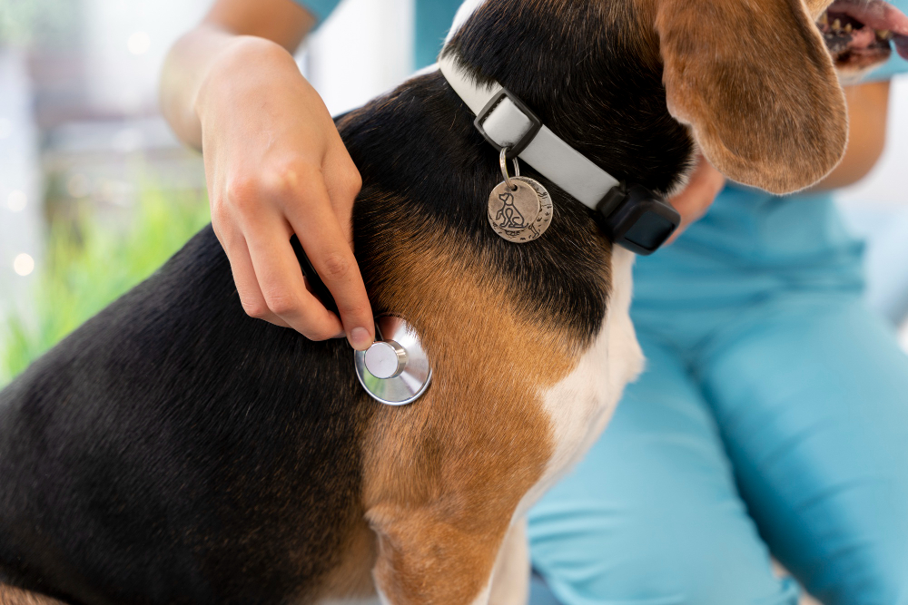¿Cómo cumplir con la normativa para identificar a tu perro o gato?