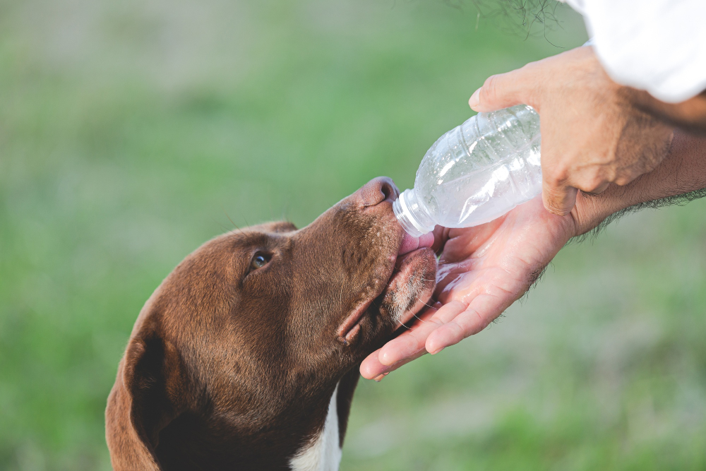 Hidratación y alimentación en verano: claves para cuidar a tu mascota