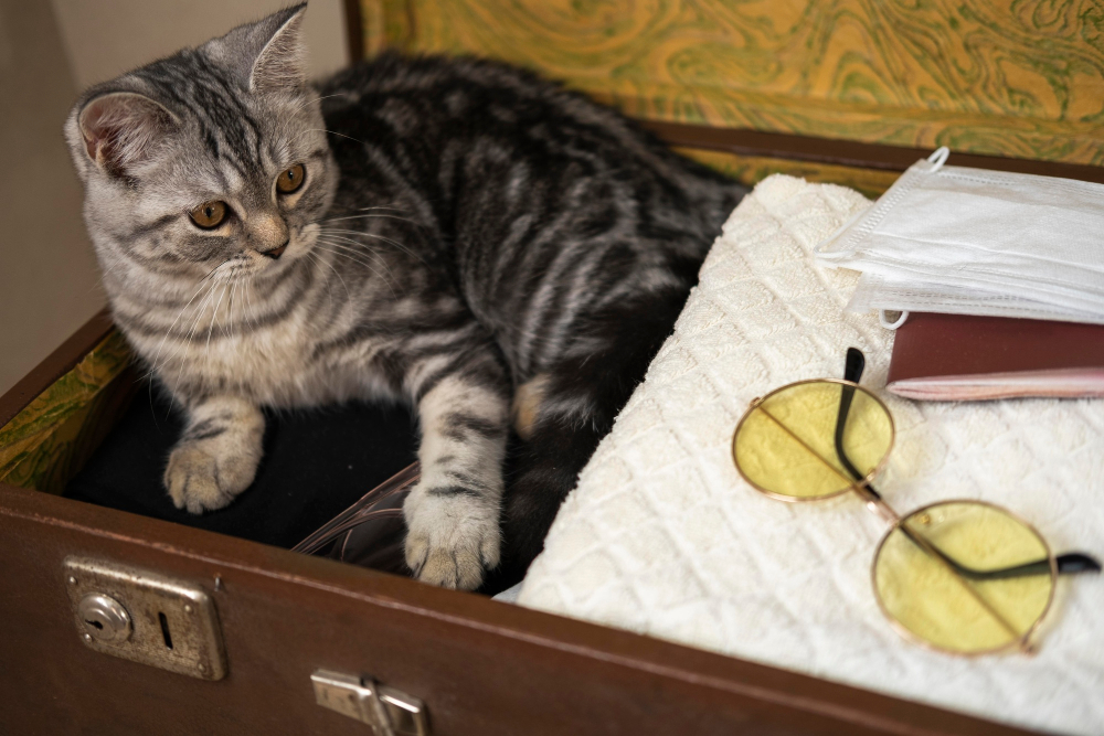 ¿Por qué dejar a tu gato en una residencia felina estas vacaciones?