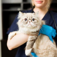 ¿Qué plan de salud necesita tu gato? Básico o senior ¿Qué plan de salud necesita tu gato? Básico o senior