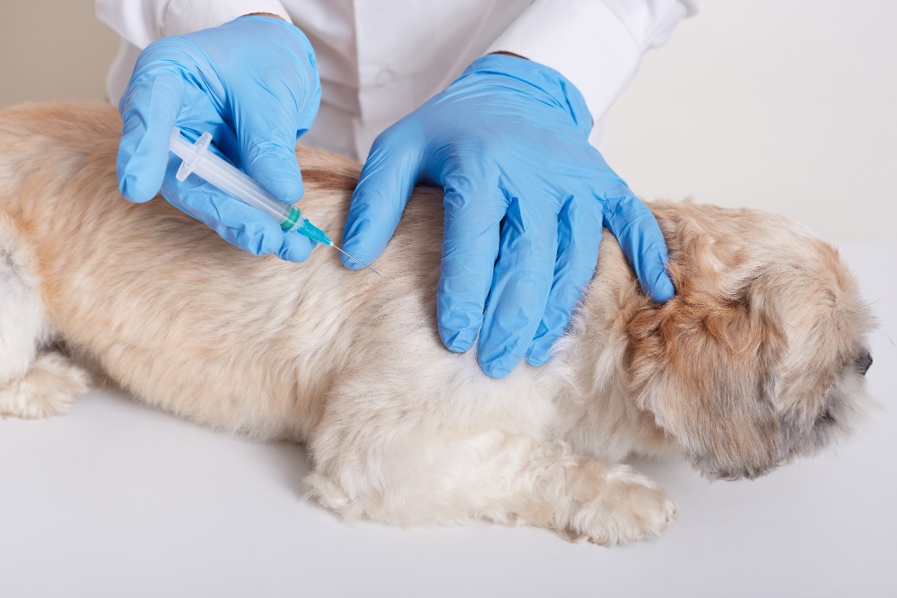 ¿Cada cuánto se pone la vacuna de la rabia a los perros?
