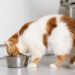 Mi gato no come: causas frecuentes y señales que no debes ignorar